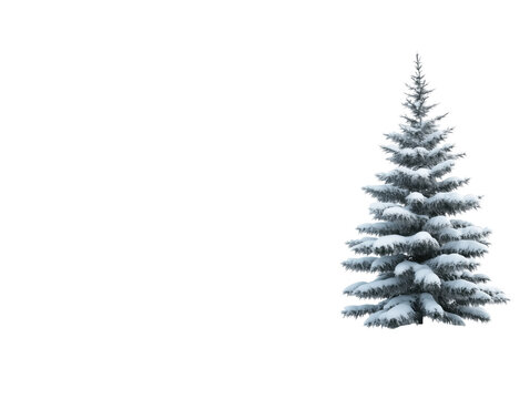 Snowy Pine Tree on Pristine Winter Landscape Capturing Serene Solitude and Tranquility