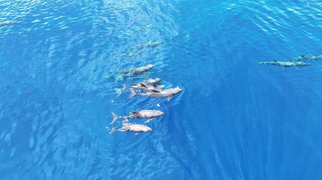 Melon-headed whales, Peponocephala electra, swim at the surface of the Gulf of Tomini on the east coast of Sulawesi, Indonesia. These widely-distributed toothed whales are rarely encountered.