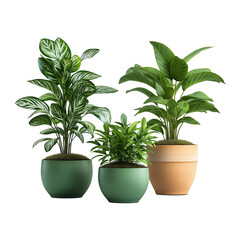 Fototapeta premium green plant in a pot