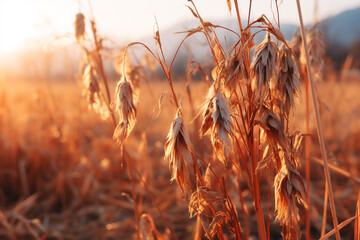 and visage of withered grass, illuminating rhythm of flourishing, deterioration, and rebirth within terrain