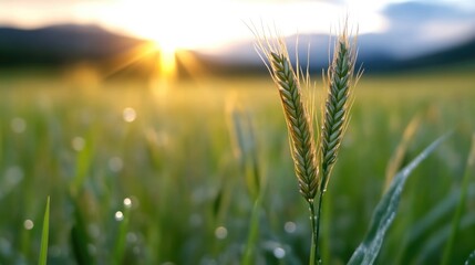 Obraz premium Golden wheat stalks at sunrise, dew drops