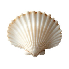 a close-up of a scallop shell, the focus on the intricate patterns. isolated, transparent background	
