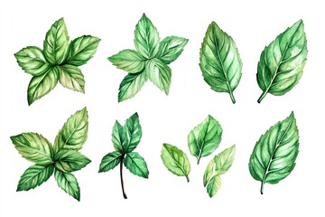 Set of watercolor Mint Leaves hand drawn on a white background