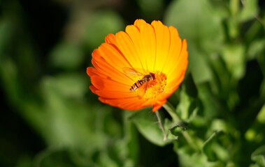 Marigolds, or calendula, look like little suns in the garden.