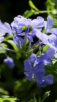 Purple Flowers in Sunlit Garden