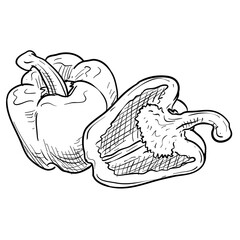 paprika handdrawn illustration