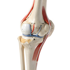 Human Knee Joint Anatomy isolated on transparent background