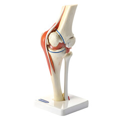 Human Knee Anatomy Model isolated on transparent background