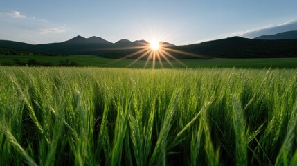 Lush green field at sunset with mountains in background