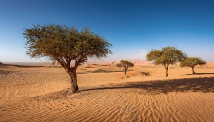 populus euphratica trees in the desert