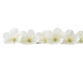 Obraz premium Floral Transparent Background of White Blossoms Featuring Delicate Petals and a Spring Aesthetic with a Macro Closeup of Floral Elements