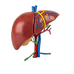 Human Liver Anatomy Model isolated on transparent background