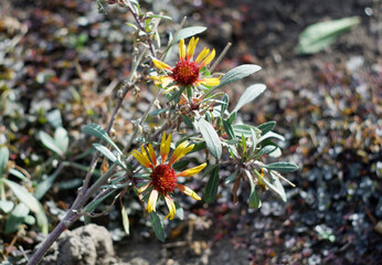 Gaillardia aestivalis blooms and decorates the autumn garden.