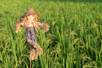 Scarecrow dolls in rice fields