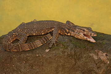 A young salvator monitor lizard hunts for prey on a moss-covered rock. This reptile has a scientific name
Varanus salvator.