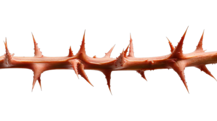 Thorny branch with sharp spines, vivid red color, nature theme, ideal for discussions on barriers or protection. Isolated on white background or PNG