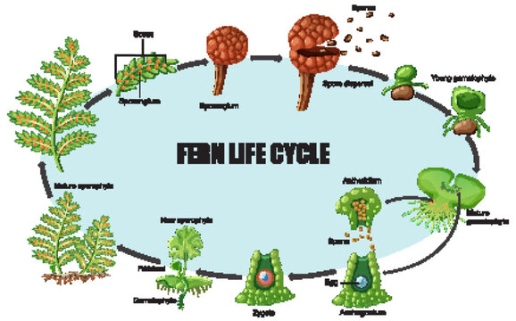 Fern Life Cycle Vector Illustration Diagram