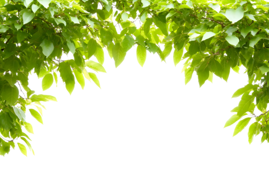 Green Leaves Foliage Transparent Background Fresh Nature Illustration Leaf Tree Branch Plant Border on Transparent Backdrop for Eco Design - Powered by Adobe