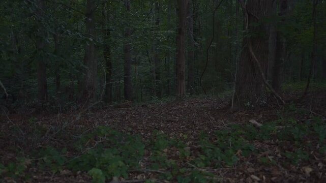 Beautiful, bright fireflies, also knowns as lightning bugs, light up the deep woods on a summer evening.