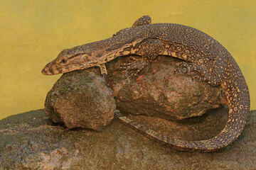 A young salvator monitor lizard hunts for prey on a moss-covered rock. This reptile has a scientific name
Varanus salvator.
