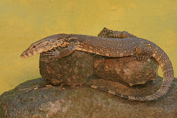 A young salvator monitor lizard hunts for prey on a moss-covered rock. This reptile has a scientific name
Varanus salvator.