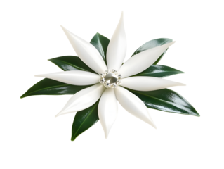 Realistic 3D Rendering of a Single White Flower with Green Leaves on Transparent Background Bloom Blossom Isolated Floral Background Cutout