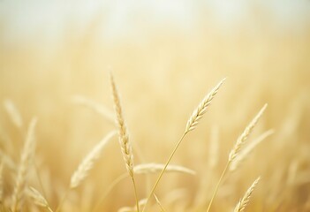 Generative AI: Golden Wheat Field Abstract Background with Soft Focus and Warm Tones in a Minimalist Composition