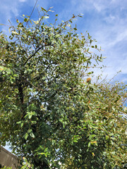 Bright green crown of a fast-growing drought-tolerant Quercus polymorpha also known as Mexican Live White Oak or Monterrey Oak Tree with shiny oily elliptical leaves in early spring