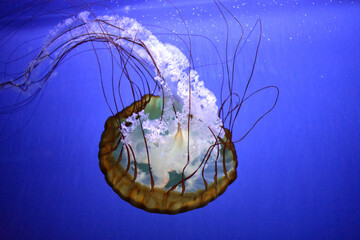 Sea Nettle Jelly Fish