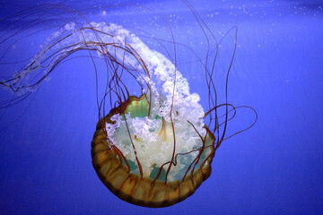 Sea Nettle Jelly Fish