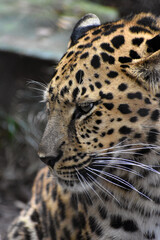Amur leopard in captivity 
