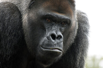 Gorilla in captivity