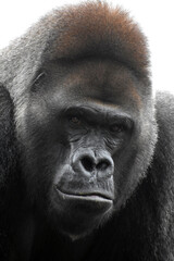 Fototapeta premium Gorilla in captivity