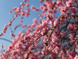 青空とピンク色の梅の花