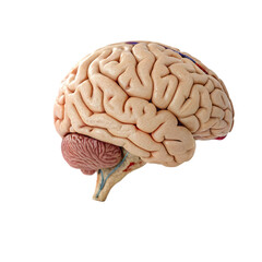 Human Brain Anatomy isolated on transparent background