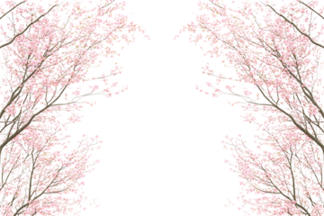 Transparent Background Illustration of Spring Cherry Blossoms with Pink Floral Blooms and Branches for Decoration Design Element