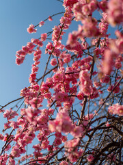 青空とピンク色の梅の花