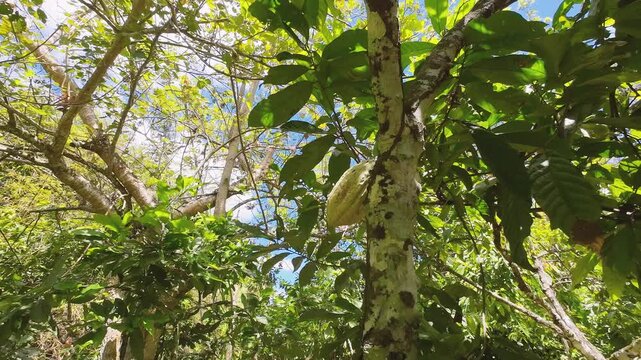 Trinitario cacao on tree surrounded by lush green foliage and dappled sunlight, Barlovento Venezuela