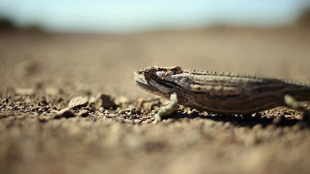 Narrow focus Namaqua lizard in profile, walking across desert pebbles