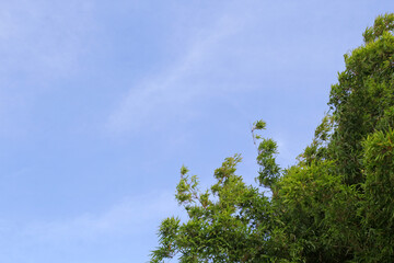 Bamboo tree leaves foliage against a blue sky background