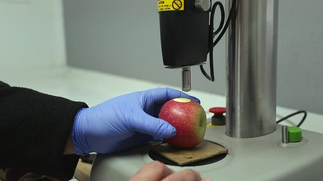 Worker analyzes apple density in food lab using fruit densitometer