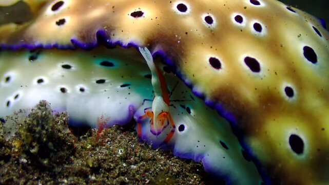 Close-up of a emperor shrimp riding on a nudibranch. The emperor shrimp is known as a 'commensal shrimp'.
