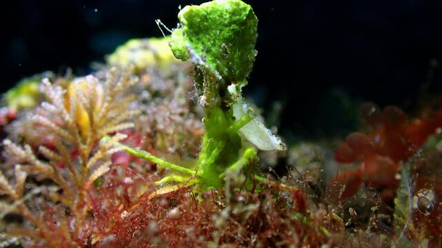 Halimeda crab cleaning itself.
The halimeda crab attaches rigid fronds of halimeda algae to its rostrum.