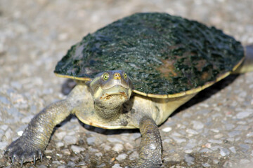 Turtle tortoise reptile animal on a concrete surface