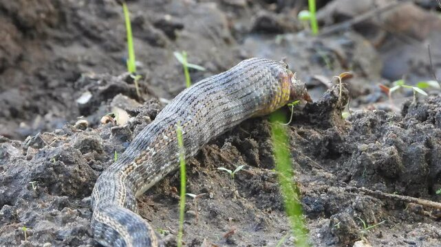 earthworm Snake eating frog .