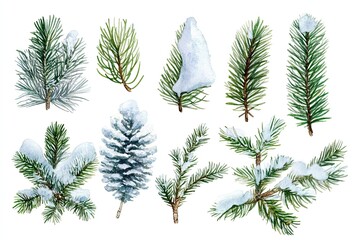 Set of watercolor Snow-Covered Pine Leaves hand drawn on a white background