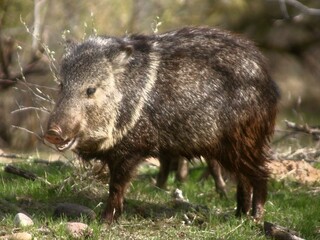 Javalina