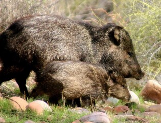 Javalina and Baby