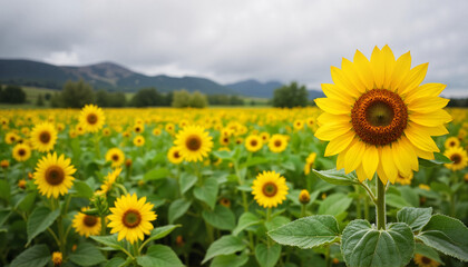 Obraz premium Sunflower field vibrant yellow blooms against cloudy mountains 
