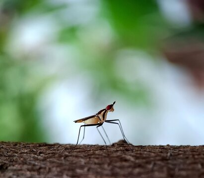 Neriidae or banana stalk fly | shallow depth of field | smartphone photography